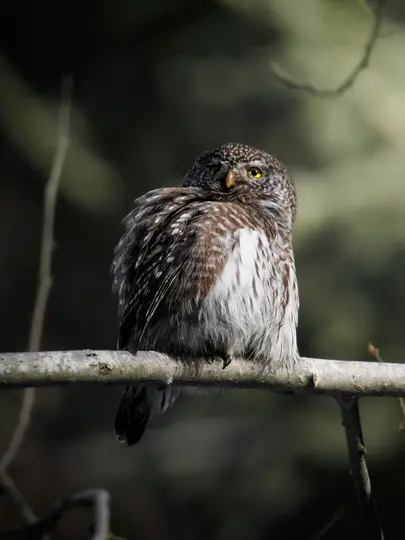 A small owl with speckled brown, white, and black feathers and bright yellow eyes is perched on a bare branch, looking back.