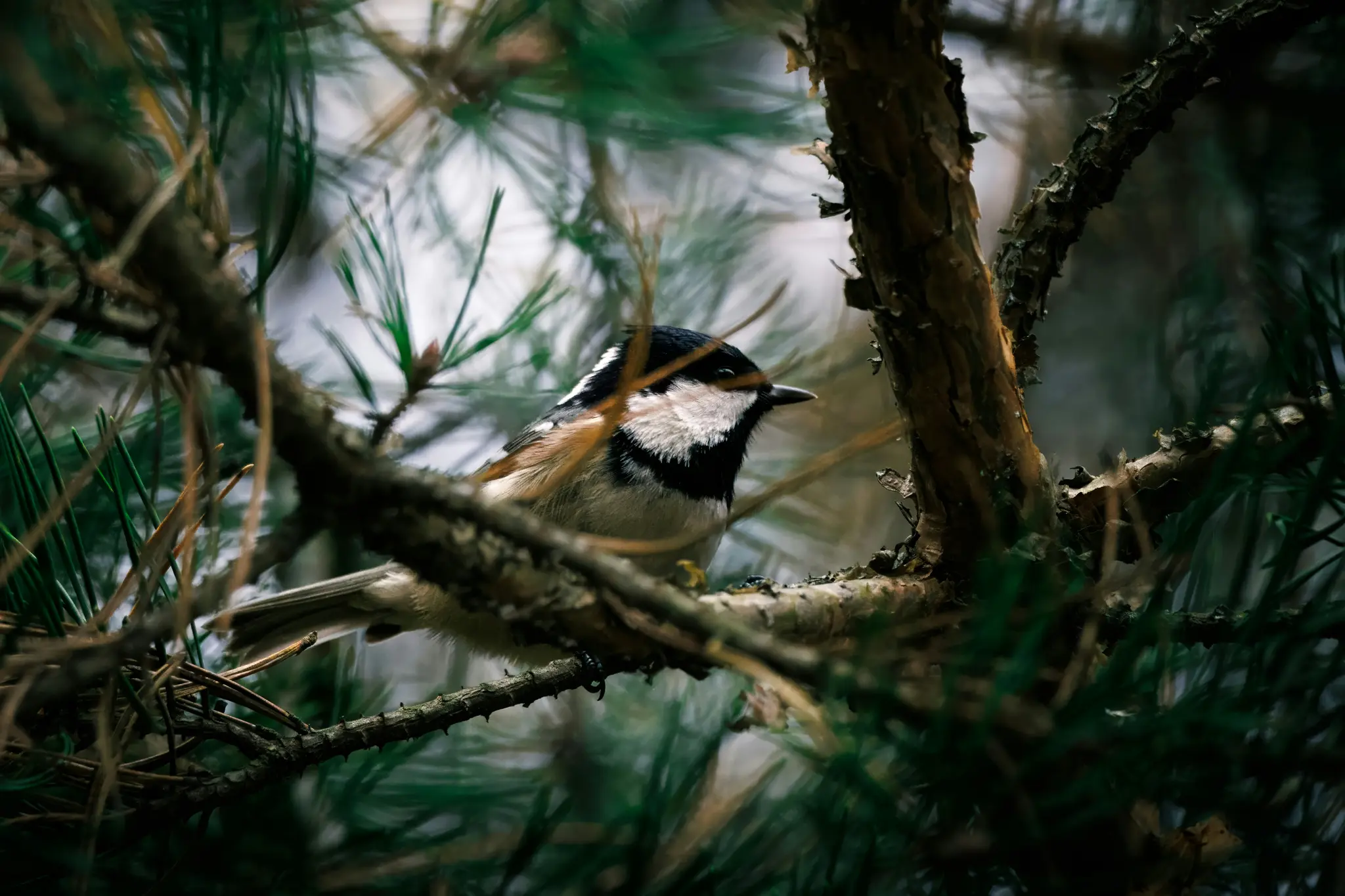 A small bird with a black head, white cheeks, and a black bib sits on a pine branch, surrounded by green needles.