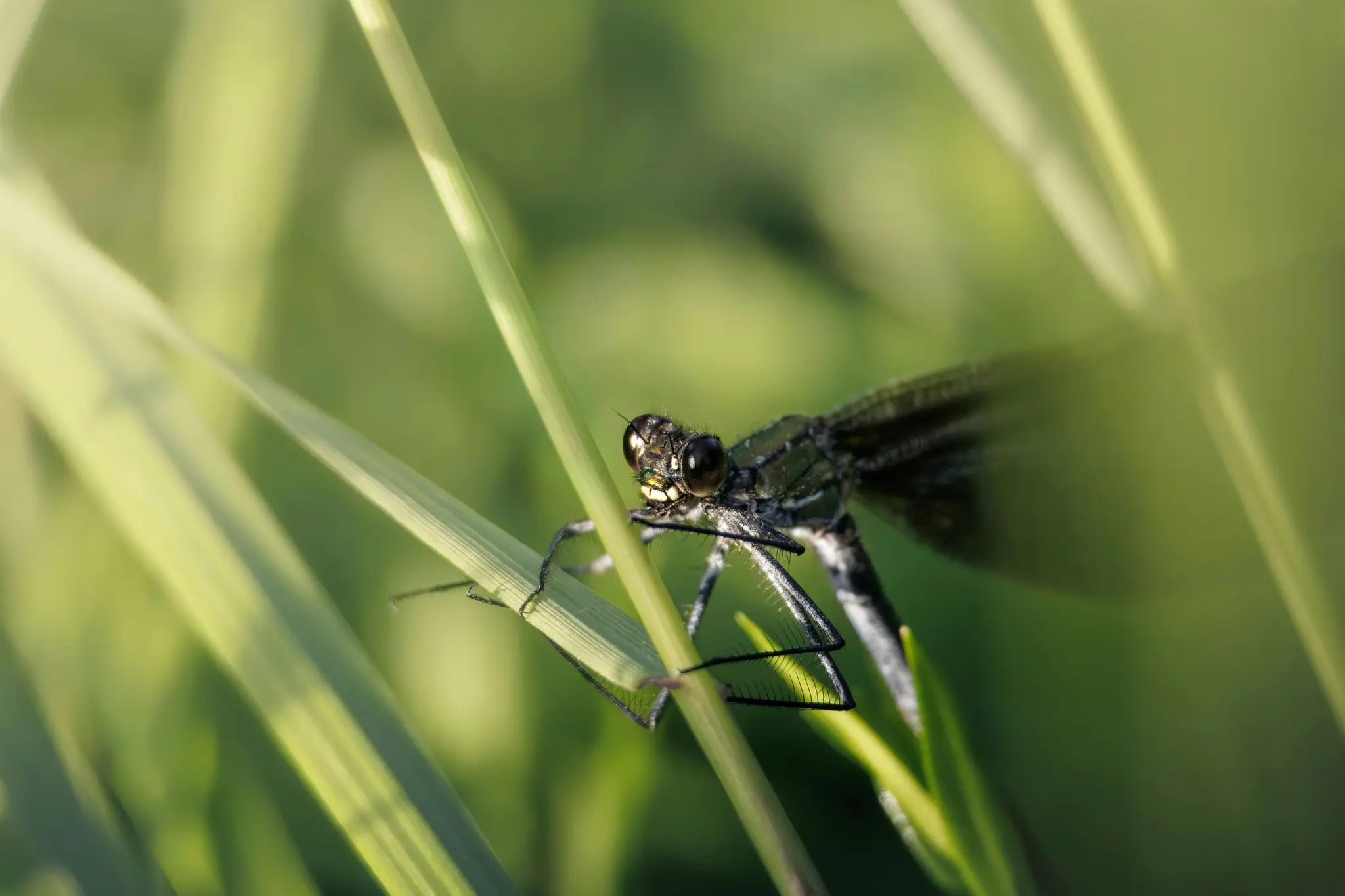 A close-up macro shot of a damselfly with dark body and prominent eyes, perched on a green blade of grass.