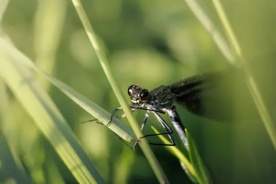 A close-up macro shot of a damselfly with dark body and prominent eyes, perched on a green blade of grass.