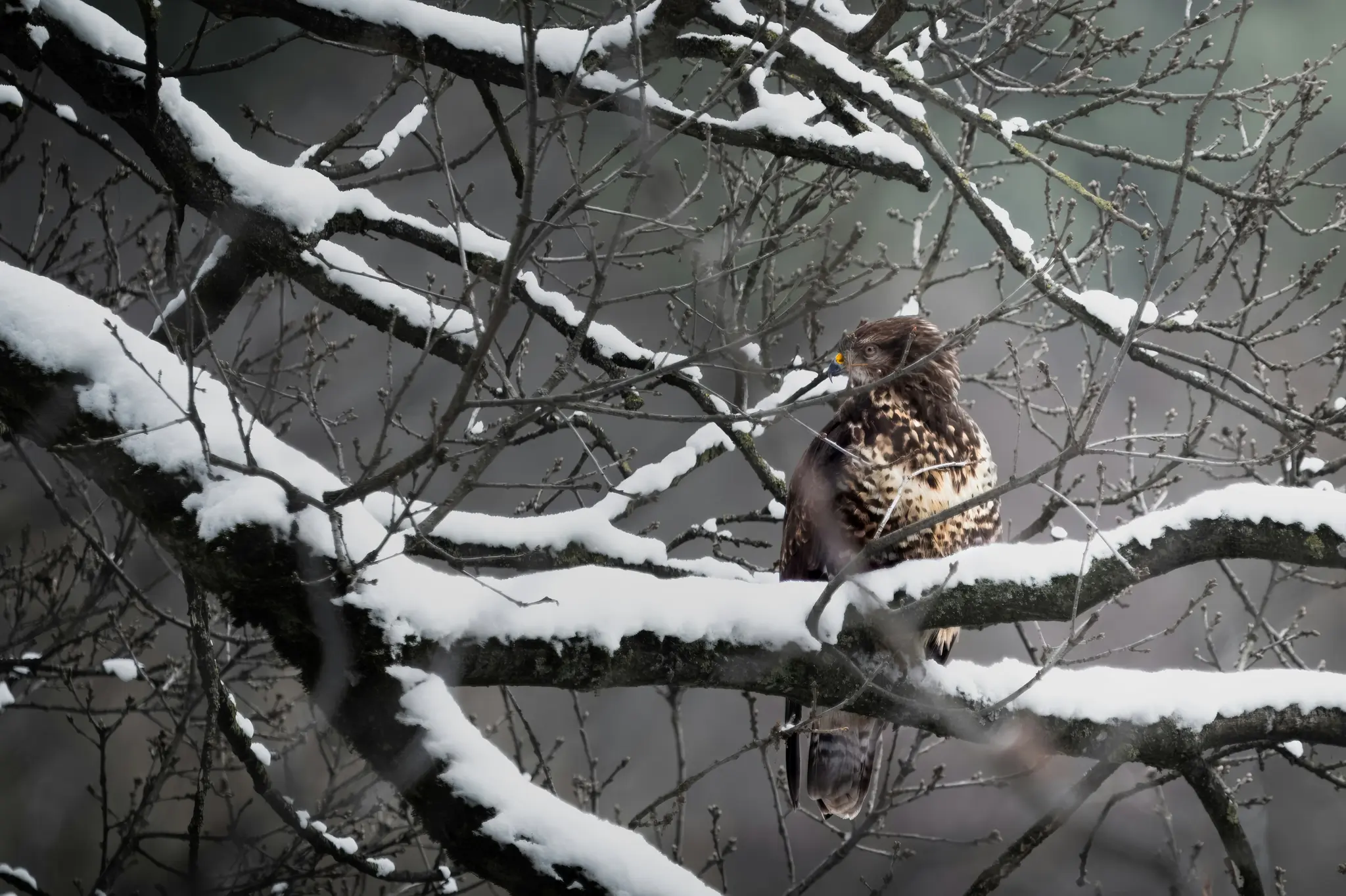 Un halcón marrón y blanco con plumas moteadas se sienta en una rama gruesa y nevada de un árbol, rodeado de ramas desnudas y