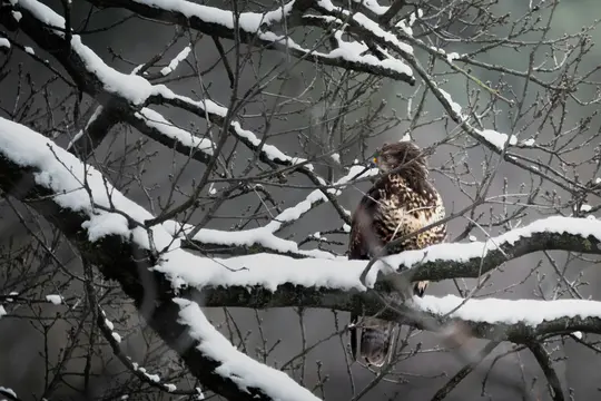 A brown and white hawk with speckled feathers sits on a thick, snow-covered tree branch, surrounded by bare, dark branches.