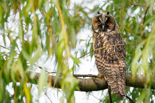 A long-eared owl with brown and black patterned feathers and bright orange eyes sits on a tree branch, surrounded by green…