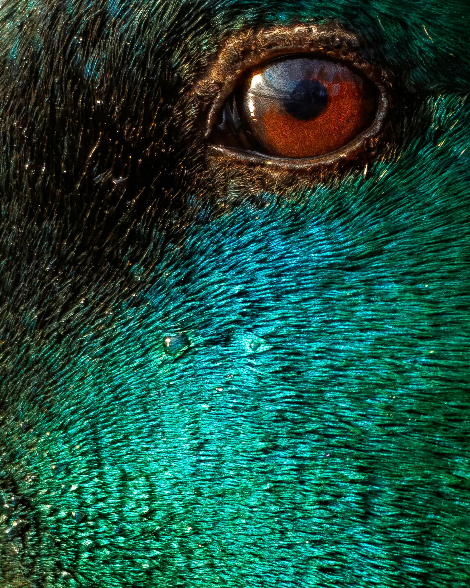 An extreme close-up shows a bird's reddish-brown eye with reflections, surrounded by dark and vibrant iridescent green-blue…