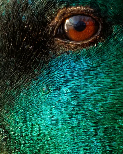 An extreme close-up shows a bird's reddish-brown eye with reflections, surrounded by dark and vibrant iridescent green-blue…