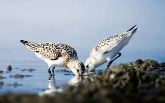 Two small, speckled shorebirds with white bellies are shown in a medium close-up, dipping their beaks into shallow water.