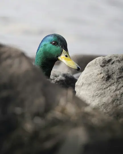 A close-up of a mallard duck's head and neck, with iridescent green feathers and a bright yellow bill, peeking between…