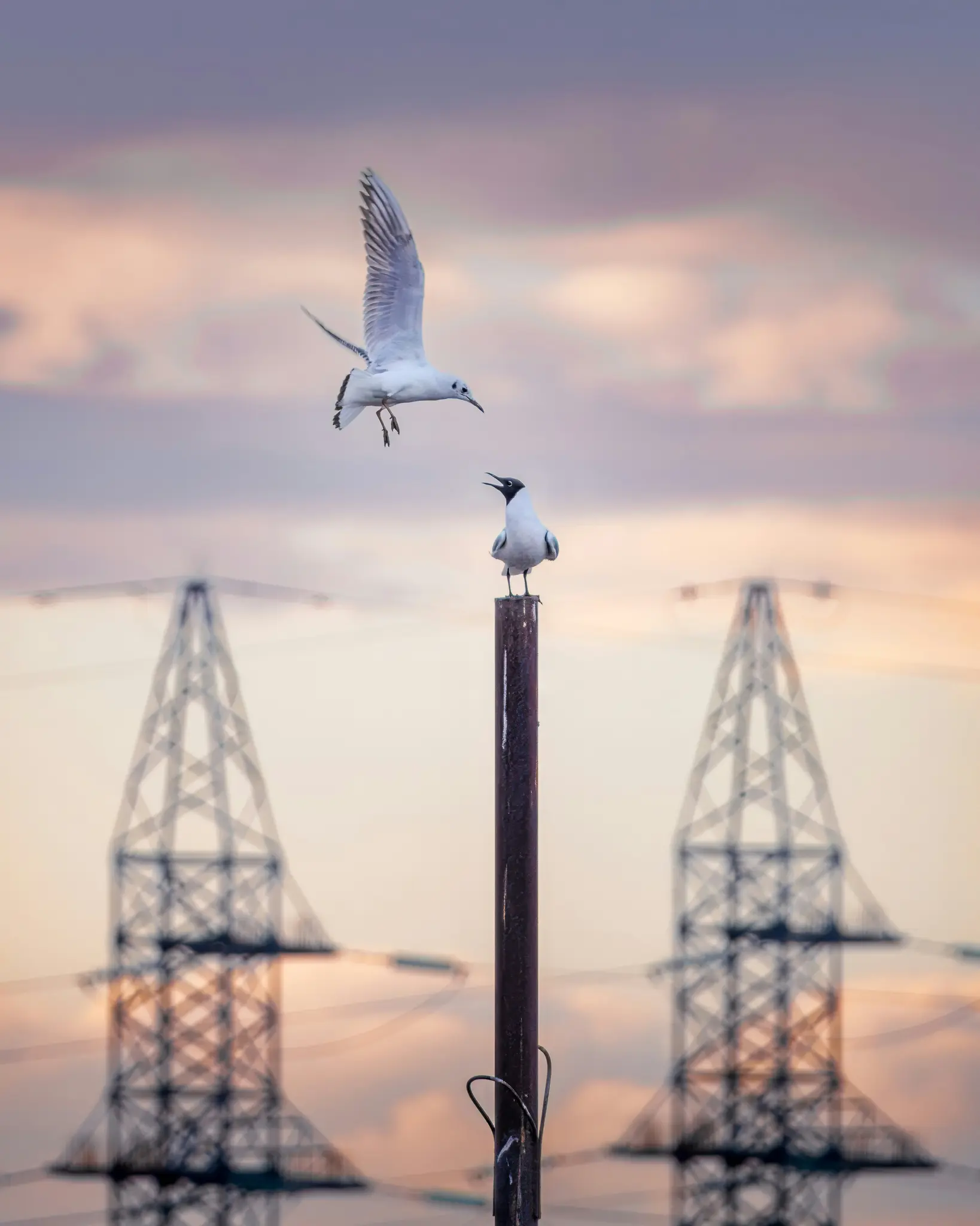 A white gull with black wingtips flies towards another gull perched on a brown pole, against a soft pastel sky with blurred…