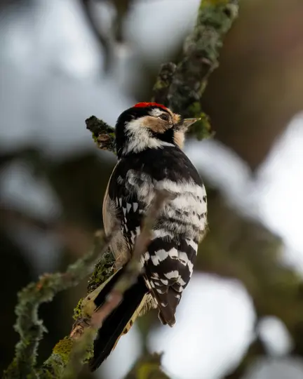 A small woodpecker with black and white patterned feathers and a red cap perches on a branch covered in green moss.