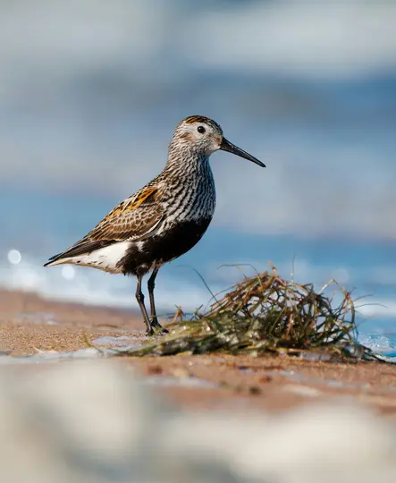 A small shorebird with mottled brown, white, and black feathers stands on a wet sandy beach next to a clump of green…