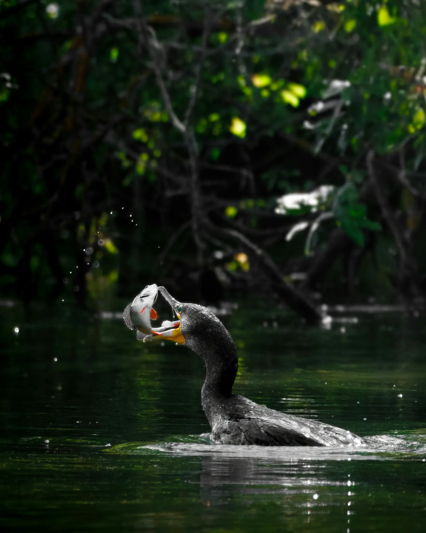 A dark cormorant with a long neck is shown in dark water, holding a silver and orange fish in its open beak. Water droplets…