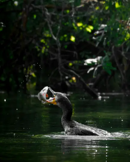 A dark cormorant with a long neck is shown in dark water, holding a silver and orange fish in its open beak. Water droplets…