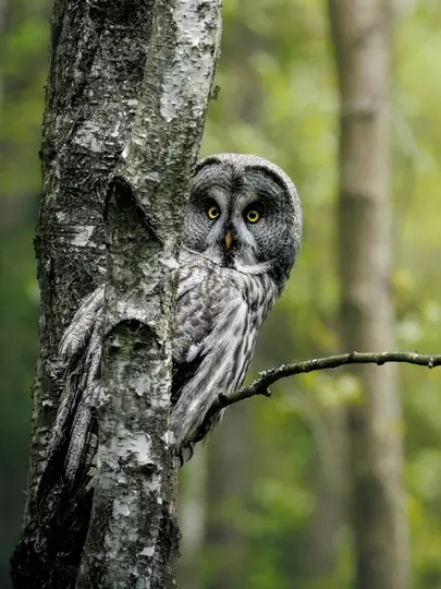 A Great Grey Owl with striking yellow eyes and grey and white plumage is perched on a birch tree trunk, looking forward.