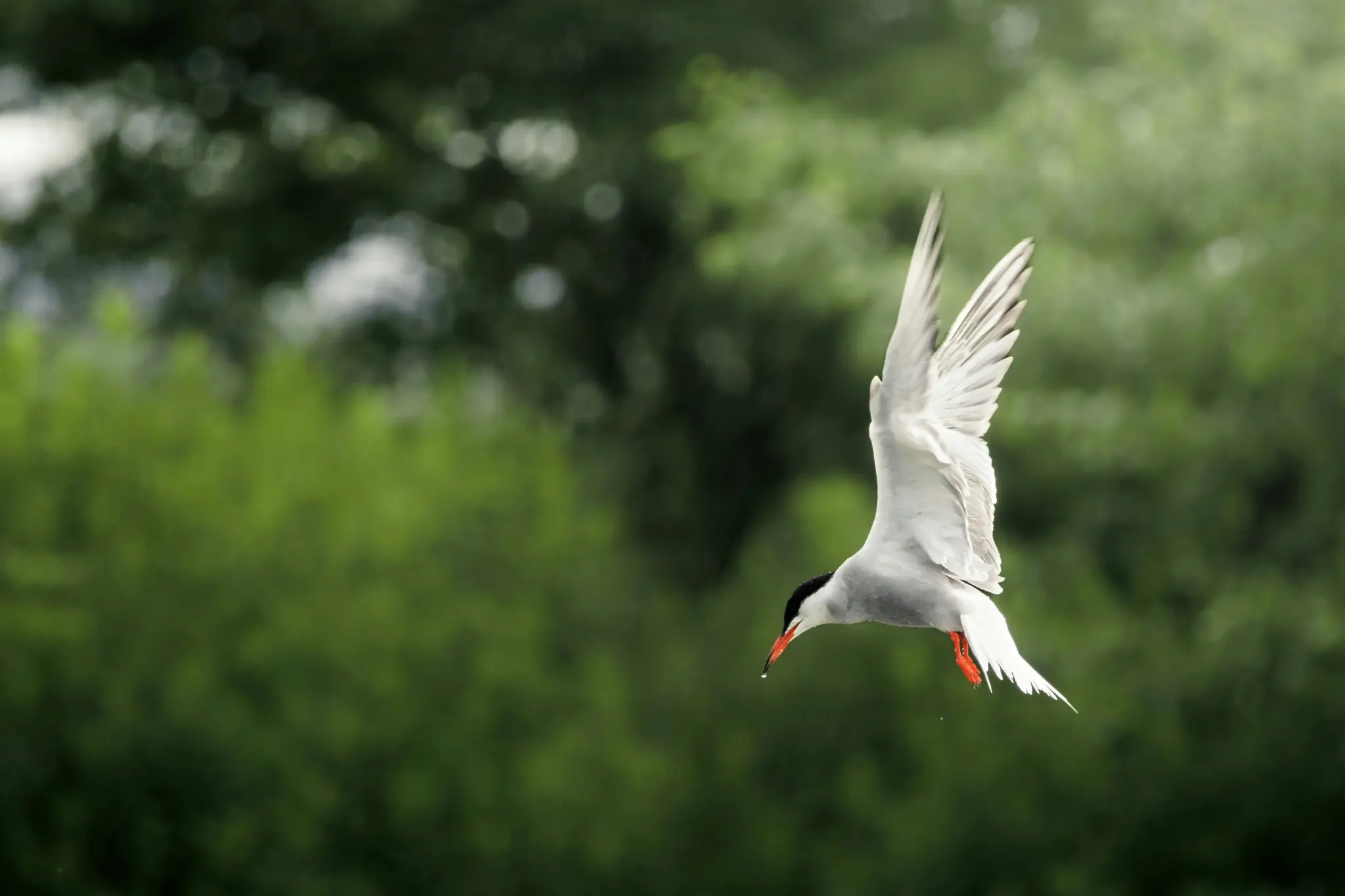 A white tern with a black head cap and orange beak with a black tip is captured mid-flight, wings spread upwards. A droplet…