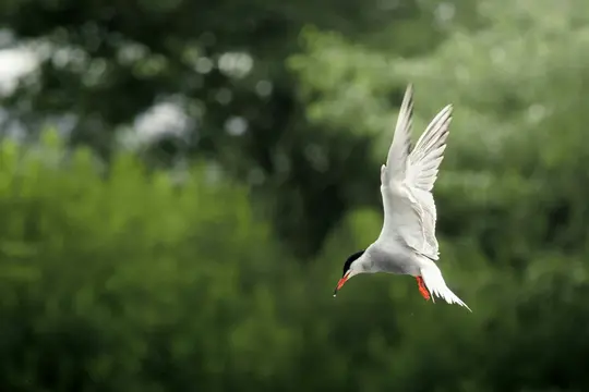 A white tern with a black head cap and orange beak with a black tip is captured mid-flight, wings spread upwards. A droplet…