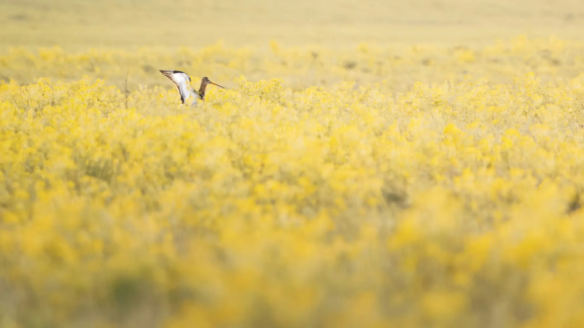 A black-tailed godwit with its wings slightly spread stands in a vast field of bright yellow flowers under an overcast sky.
