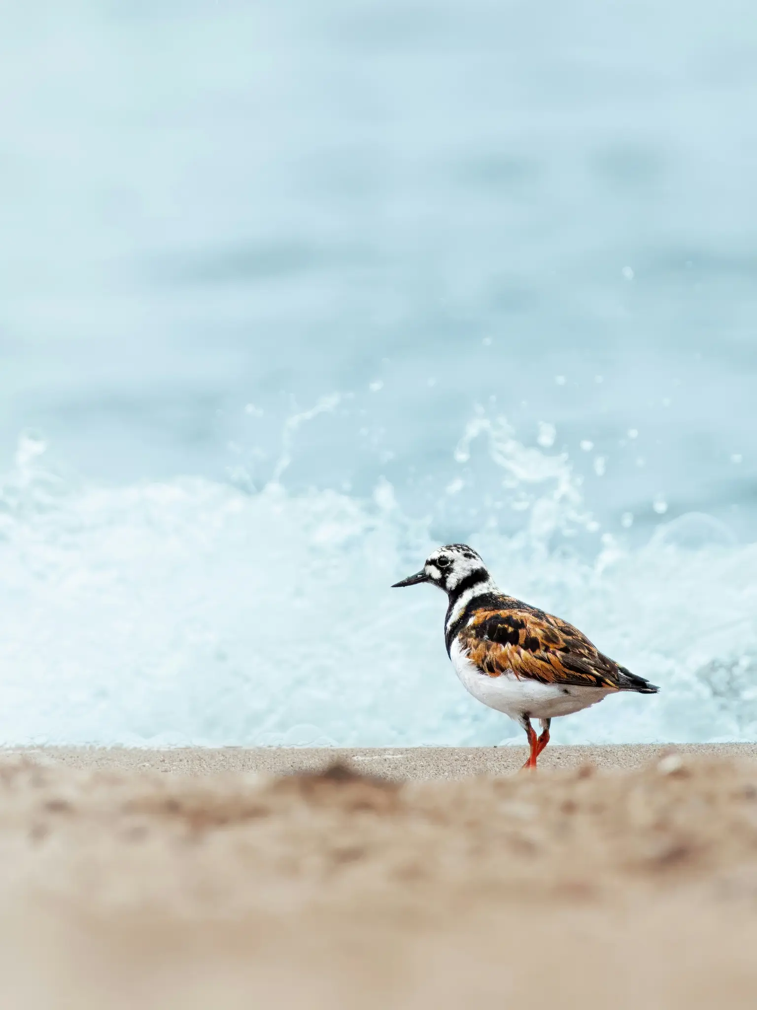 A small bird with intricate black, white, and brown patterns on its feathers stands on a sandy beach. Light blue ocean…