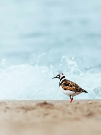 A small bird with intricate black, white, and brown patterns on its feathers stands on a sandy beach. Light blue ocean…