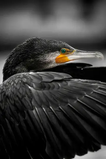 A close-up, selective color photo of a cormorant. Its head and part of its wing are visible. The bird has black feathers, a…