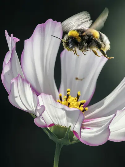 A bumblebee with yellow and black stripes and fuzzy body hovers in front of a white cosmos flower with pink edges.