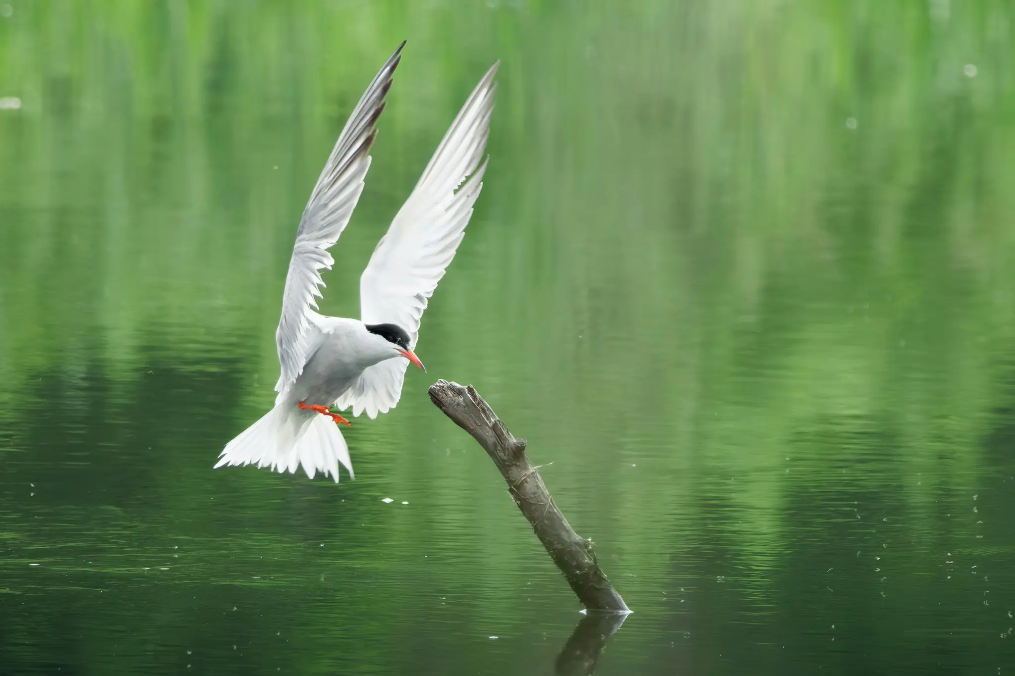 A white tern with a black cap and orange beak hovers with wings spread over calm green water, next to a brown branch.