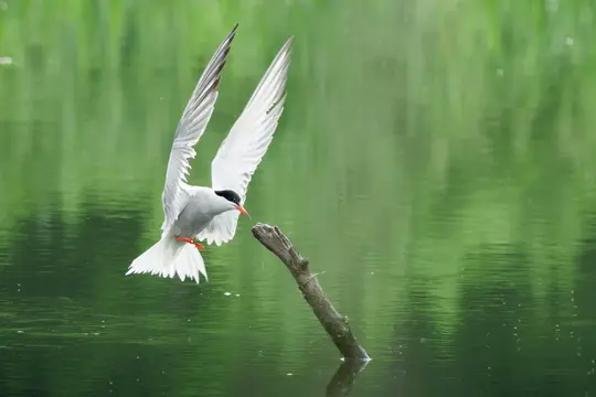 A white tern with a black cap and orange beak hovers with wings spread over calm green water, next to a brown branch.
