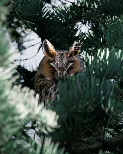 Un hibou des marais aux yeux orange vif et aux plumes tachetées de brun et de noir jette un coup d'œil à travers les