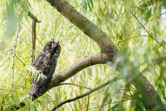 A long-eared owl with brown and black speckled feathers and prominent ear tufts sits on a tree branch amidst green leaves.