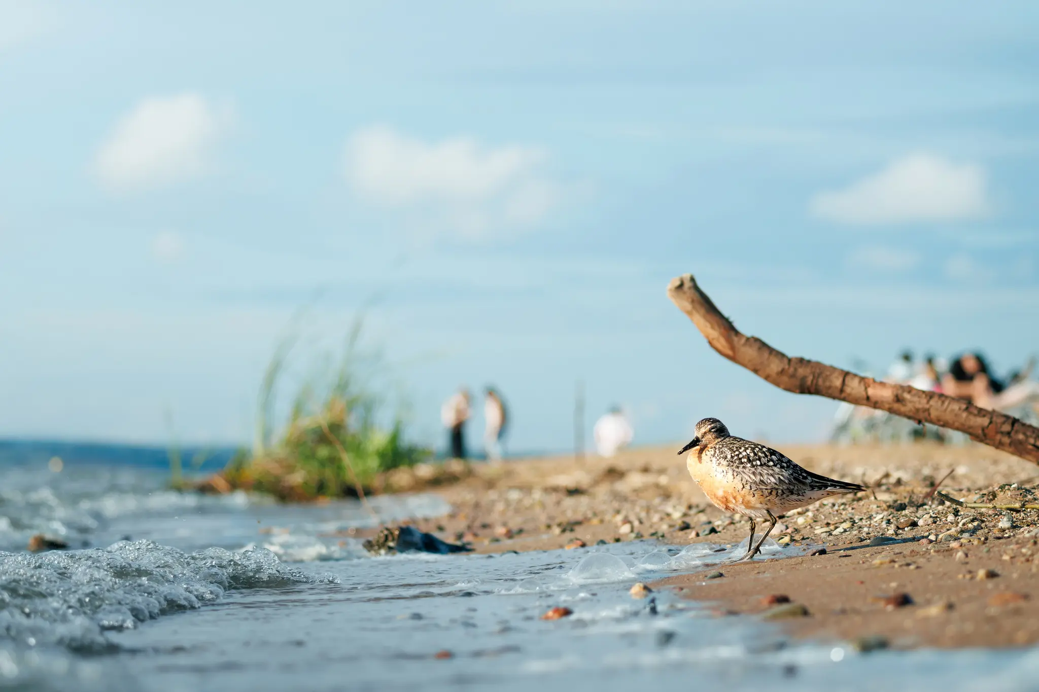 Un piccolo uccello maculato con petto arancione si trova su una spiaggia sabbiosa vicino al bagnasciuga. Figure sfocate di