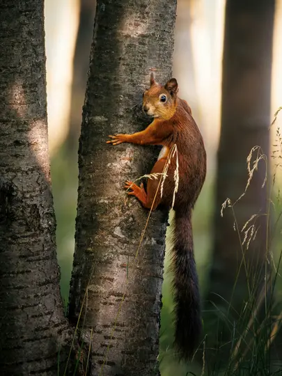 A red squirrel with bright orange fur and a bushy dark tail clings to the side of a tree trunk, looking forward.