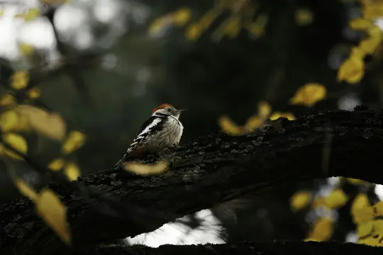 A small woodpecker with a red cap and black and white feathers sits on a dark, textured tree branch. Yellow leaves are…