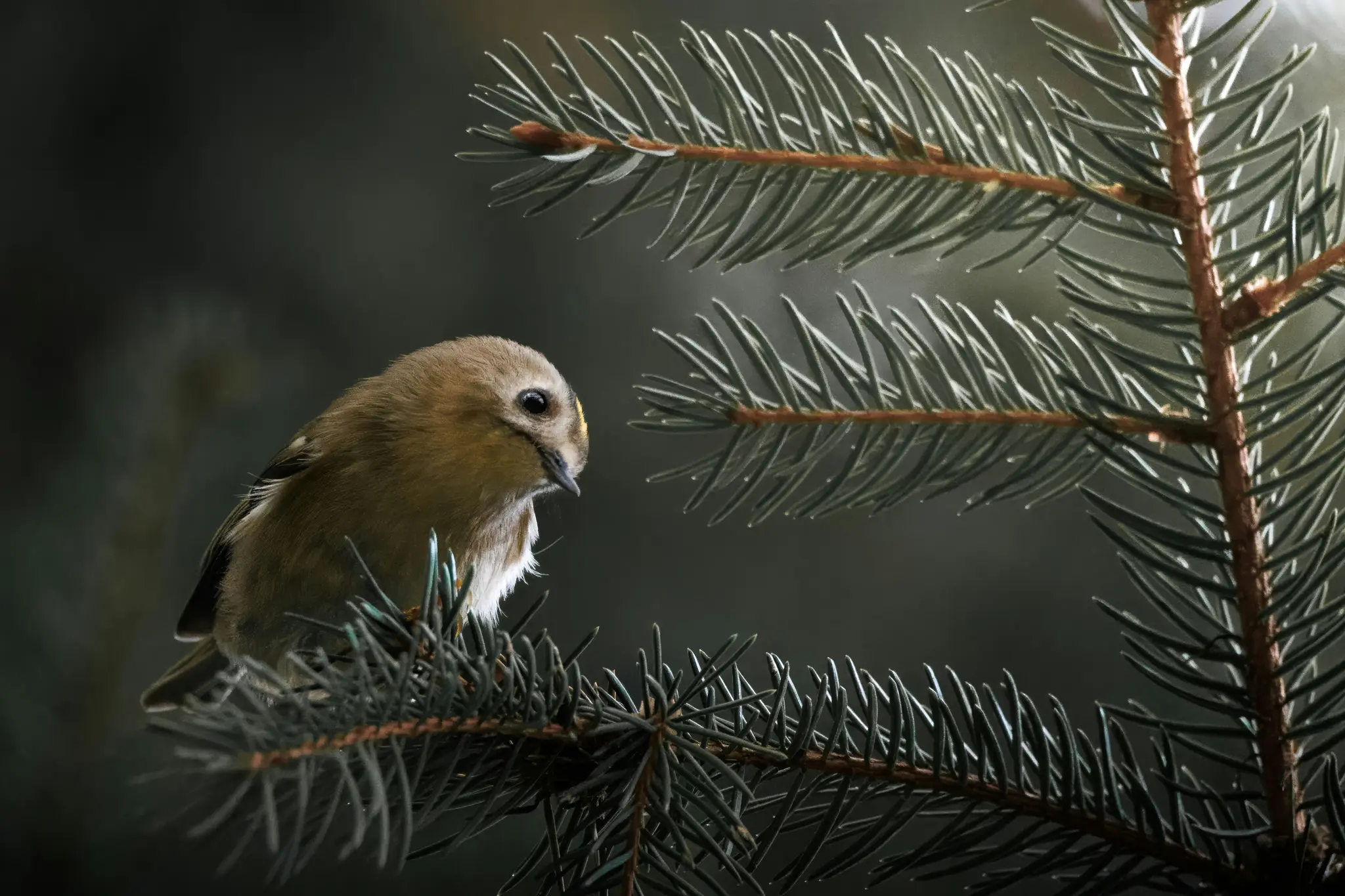 A small, light brown and yellow bird with a dark eye is perched on a dark green pine branch, looking to the right.