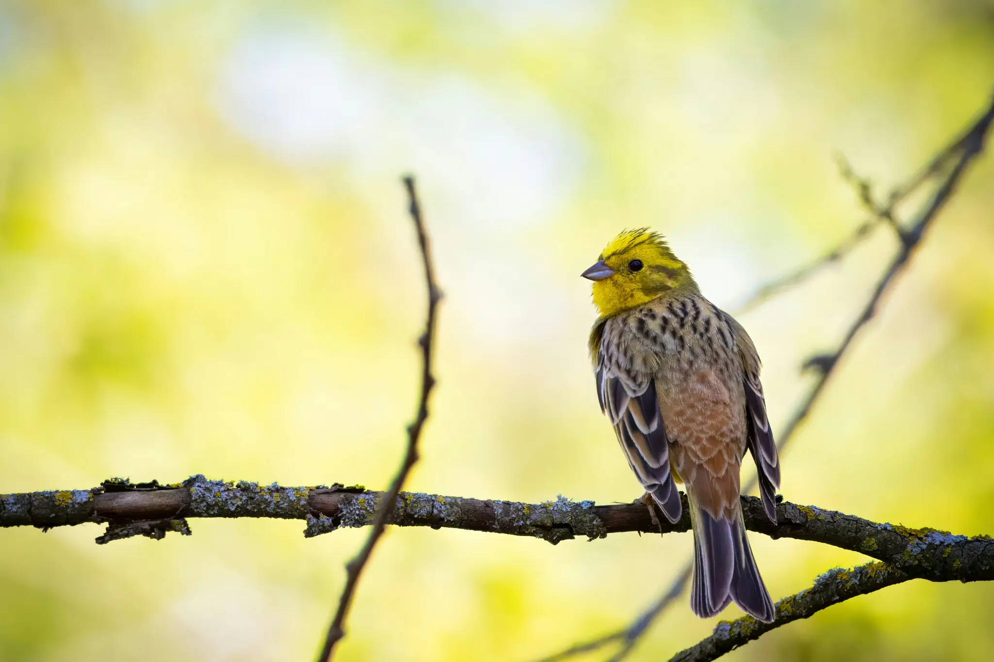 A small bird with a bright yellow head and chest, and brown and black patterned wings and back, perches on a branch.