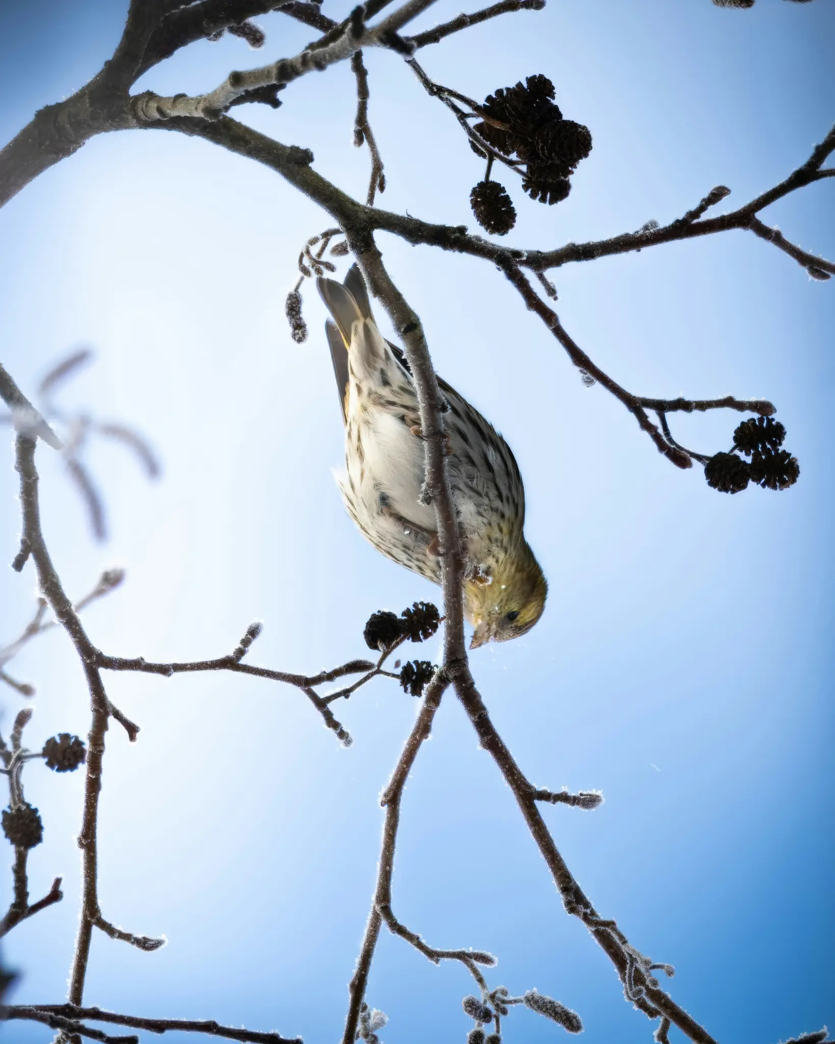 A small bird, possibly a siskin, hangs upside down from a frost-covered branch, pecking at a dark seed pod against a bright…
