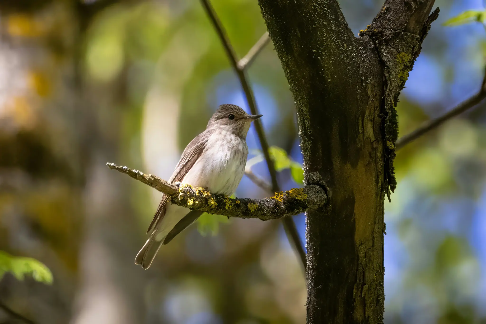A small, light brown and white bird with a speckled head is perched on a dark, moss-covered tree branch. The background is…