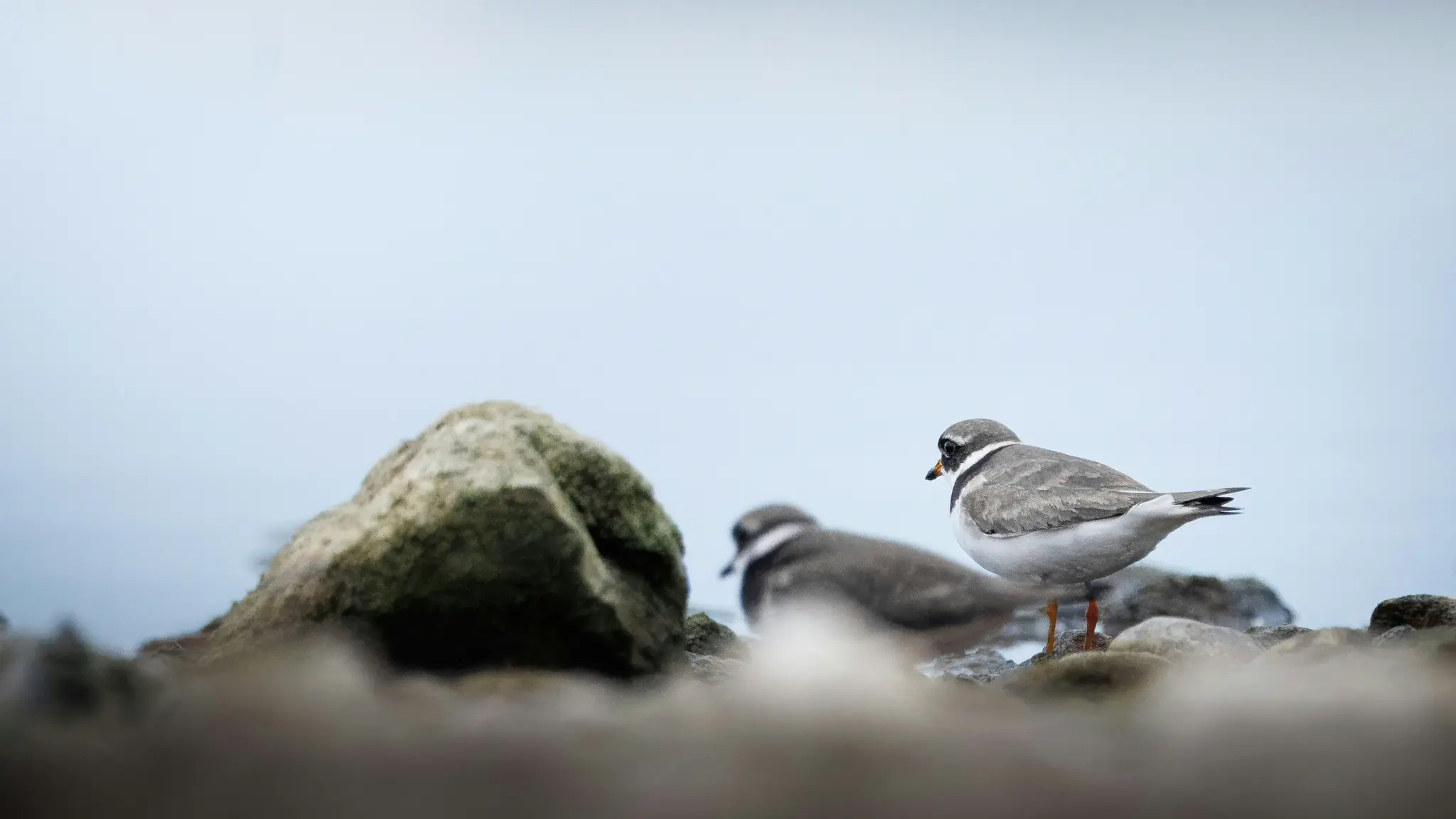 Two small, grey and white birds with orange legs stand on a rocky shore. One bird is in sharp focus, facing right.