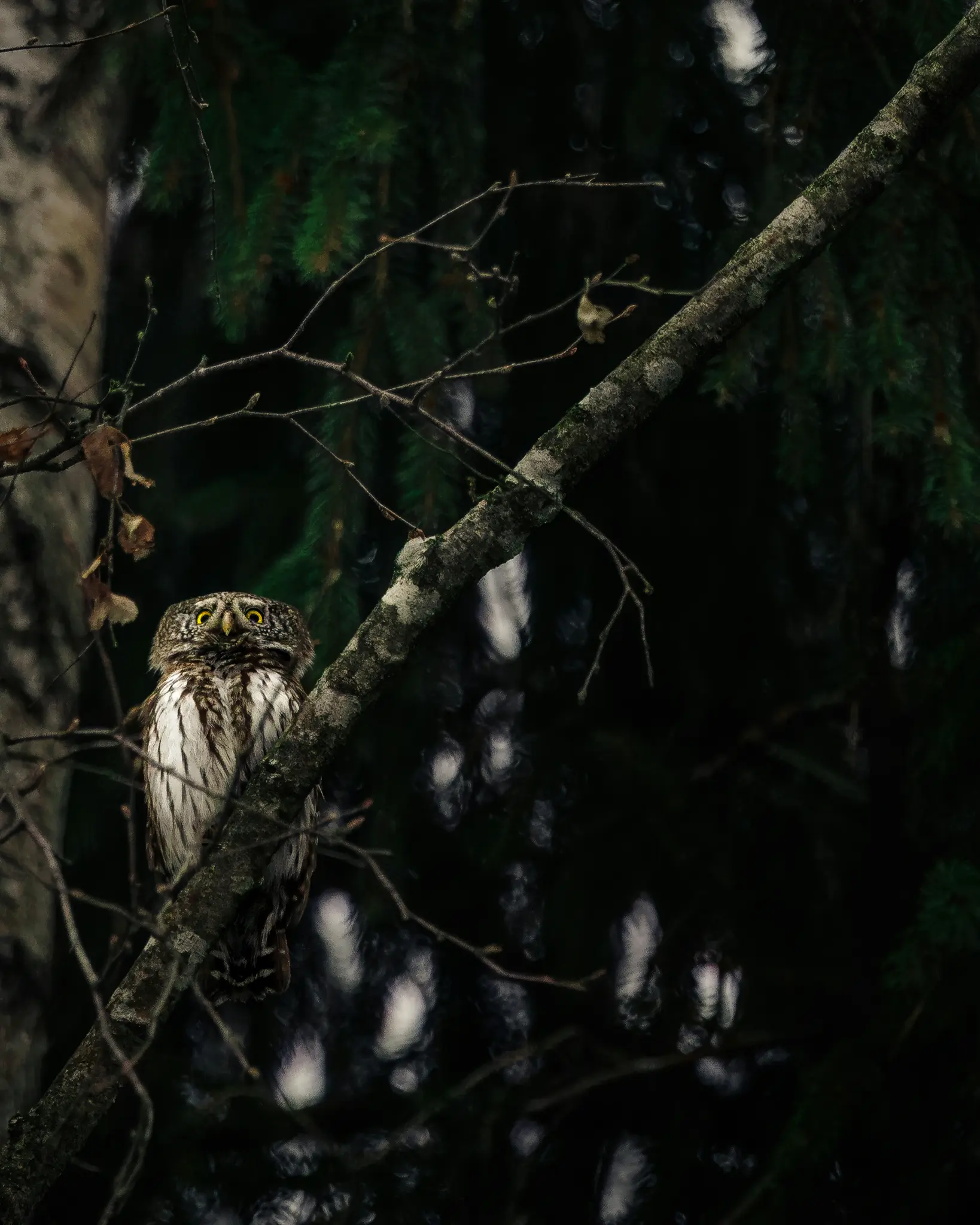 A small owl with bright yellow eyes and white and brown striped plumage sits on a moss-covered branch in a dark forest.