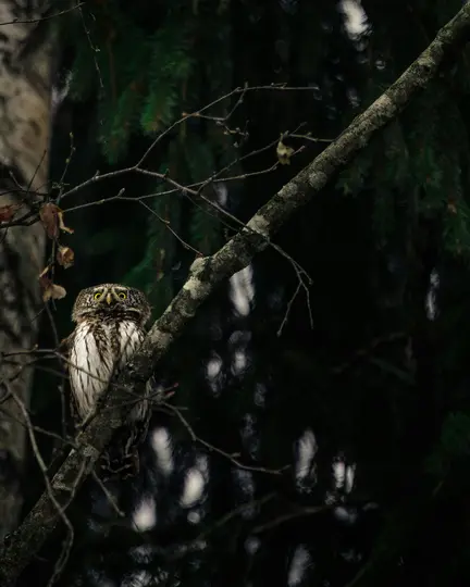A small owl with bright yellow eyes and white and brown striped plumage sits on a moss-covered branch in a dark forest.