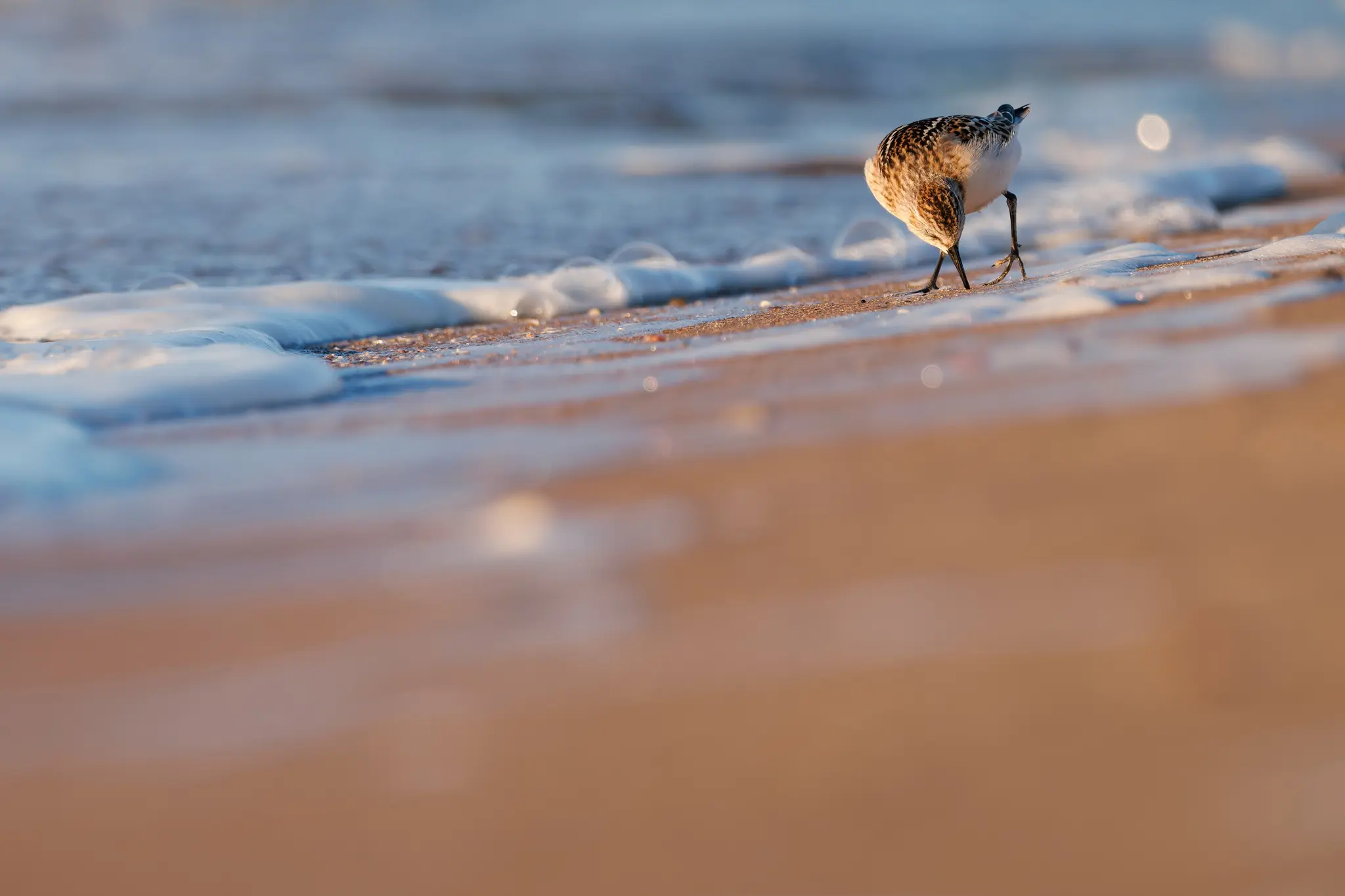 Malý pták sandpiper s hnědým a bílým peřím stojí na mokré písečné pláži a ohýbá se, aby hledal potravu. Bílé…