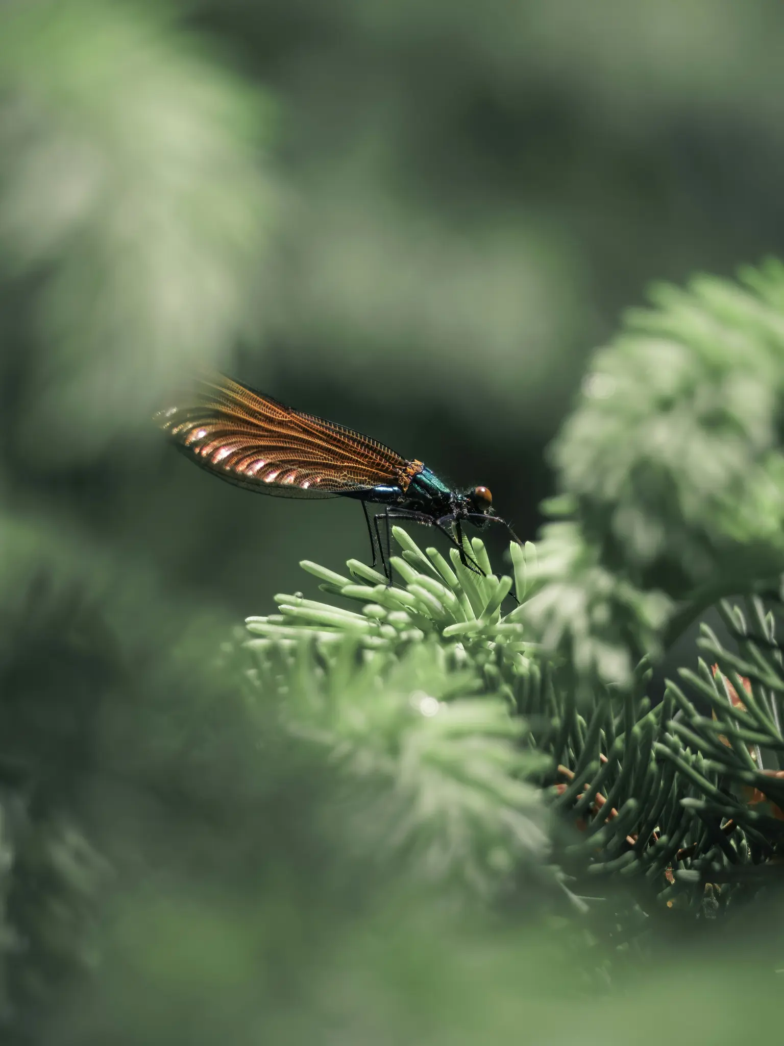 A close-up shot of a damselfly with shimmering, coppery-brown wings perched on the green needles of a conifer branch.