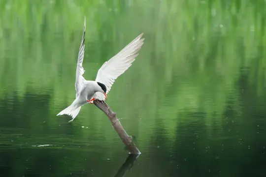 A white bird with a black cap and orange beak is captured mid-action, perched on a brown branch extending from green water.