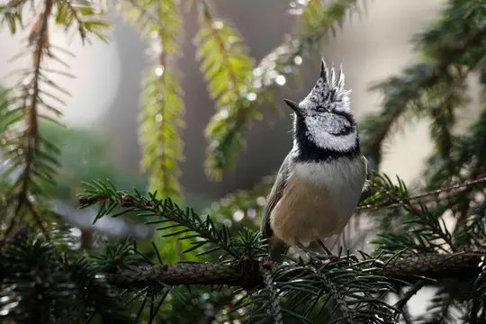 A crested tit with a distinctive black and white head crest, black bib, and light brown belly, perches on a pine branch.