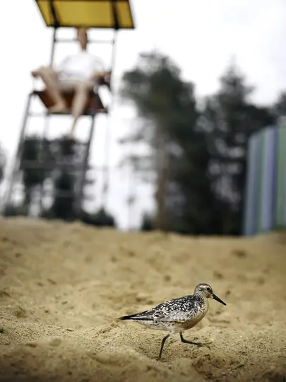 A small, speckled bird with a long beak walks on light brown sand. In the blurred background, a person sits on a…