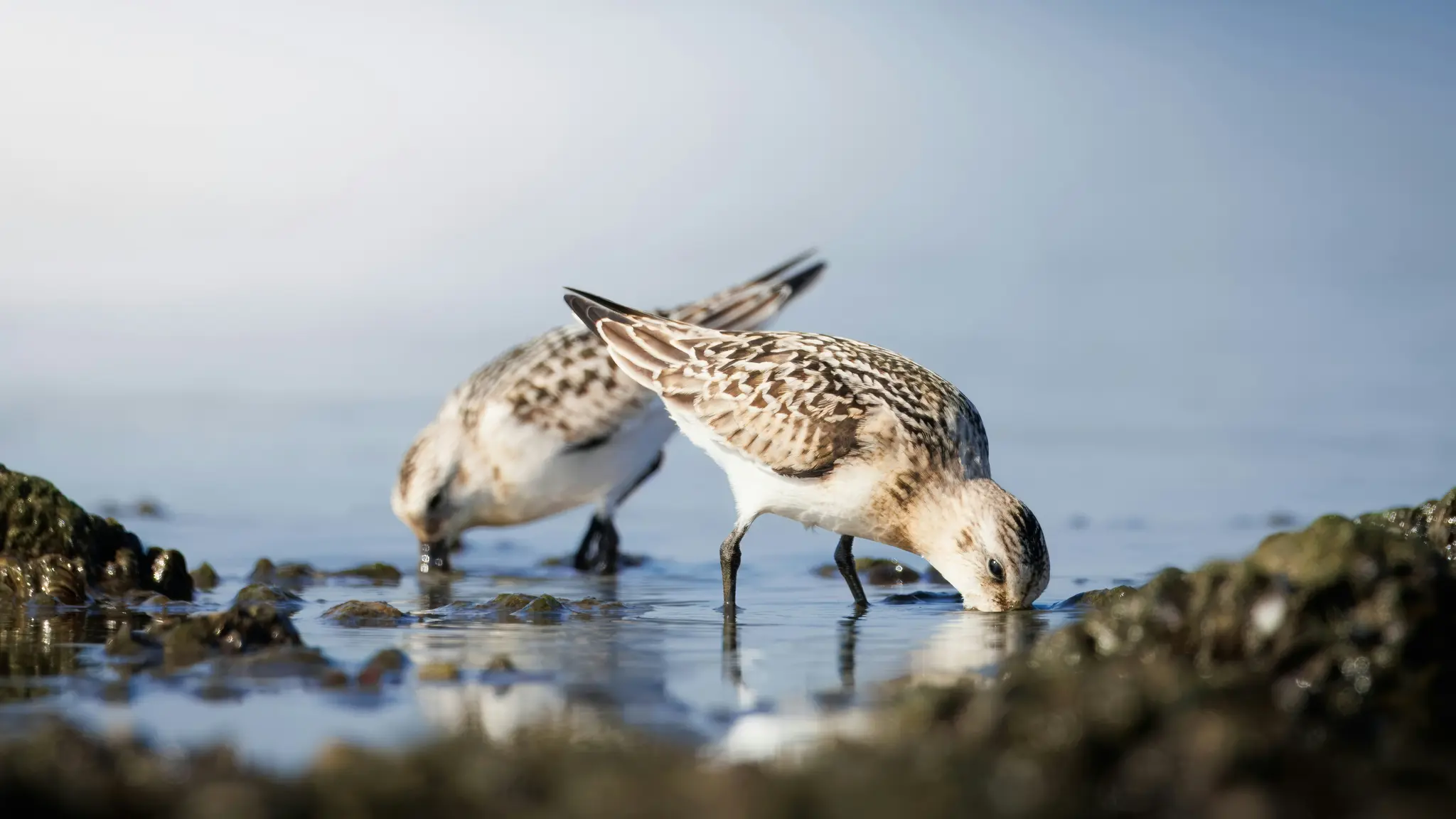 Two sanderlings with speckled brown and white plumage are bending down to forage in shallow water among dark rocks.