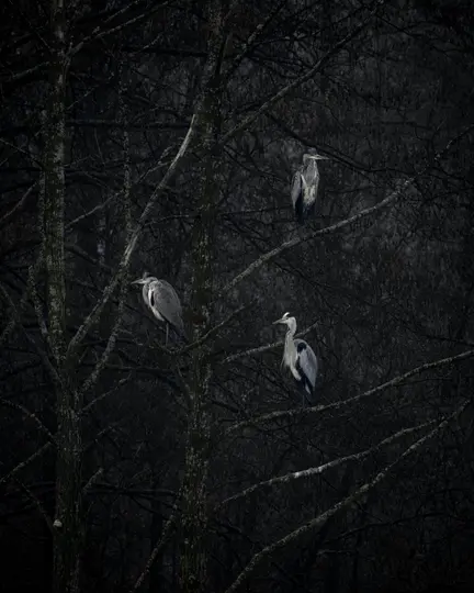 Drei graue Reiher sitzen auf den kahlen, dunklen Ästen von Bäumen in einem dichten, düsteren Wald.