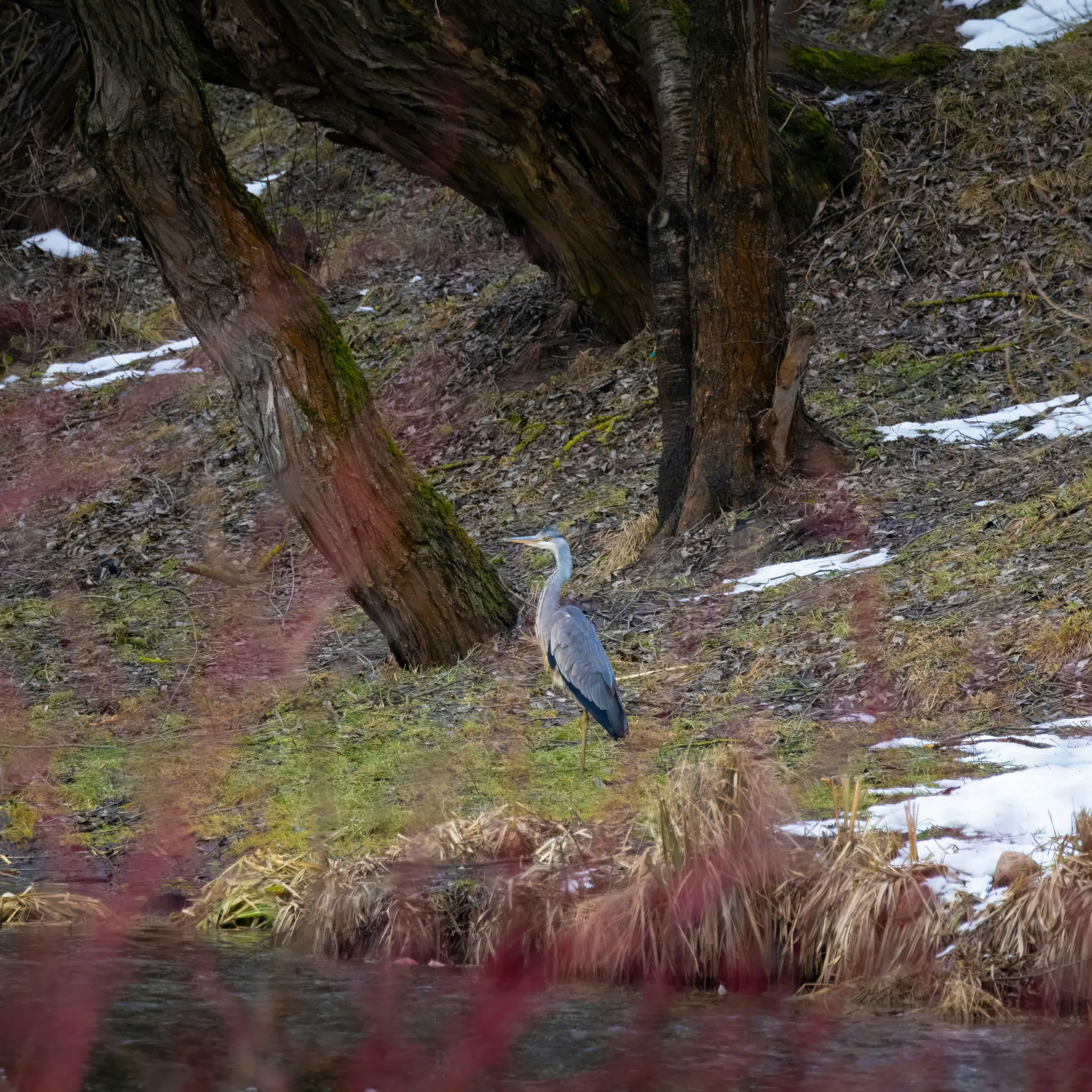 A grey heron stands on a grassy bank beside a dark body of water. Behind it are tree trunks, fallen leaves, and patches of…