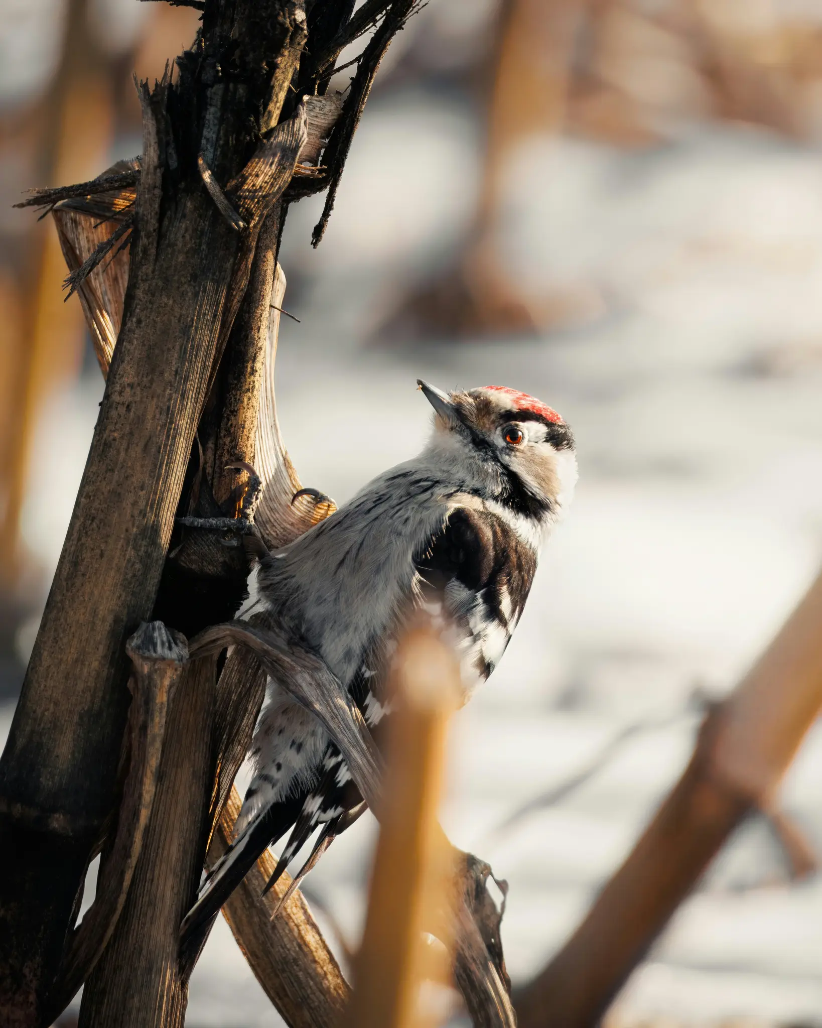 A small woodpecker with black and white speckled feathers and a red patch on its head perches on a dry, brown plant stalk.