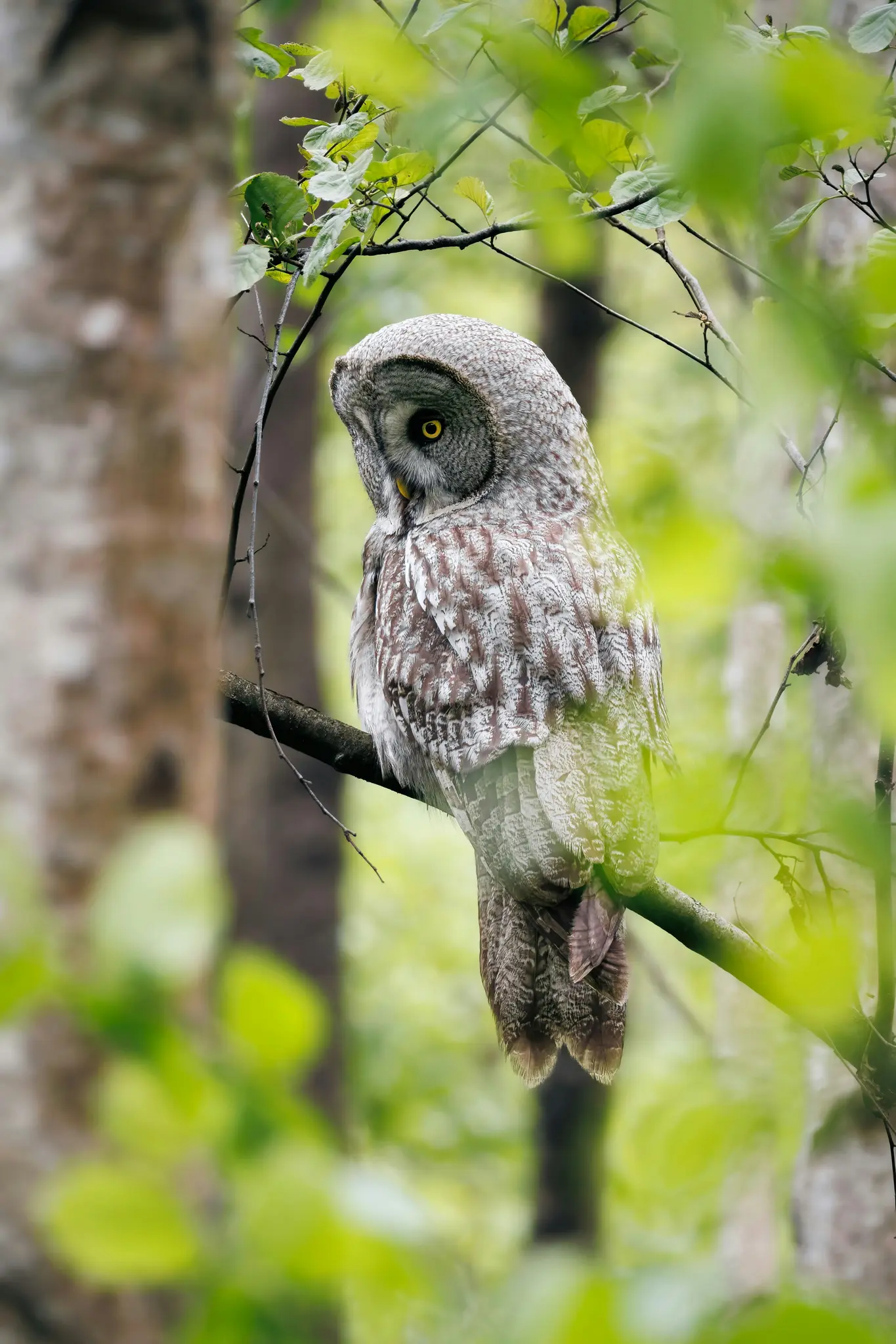Un gran búho gris con plumaje gris, blanco y marrón y ojos amarillos brillantes está posado en una rama oscura, mirando hacia