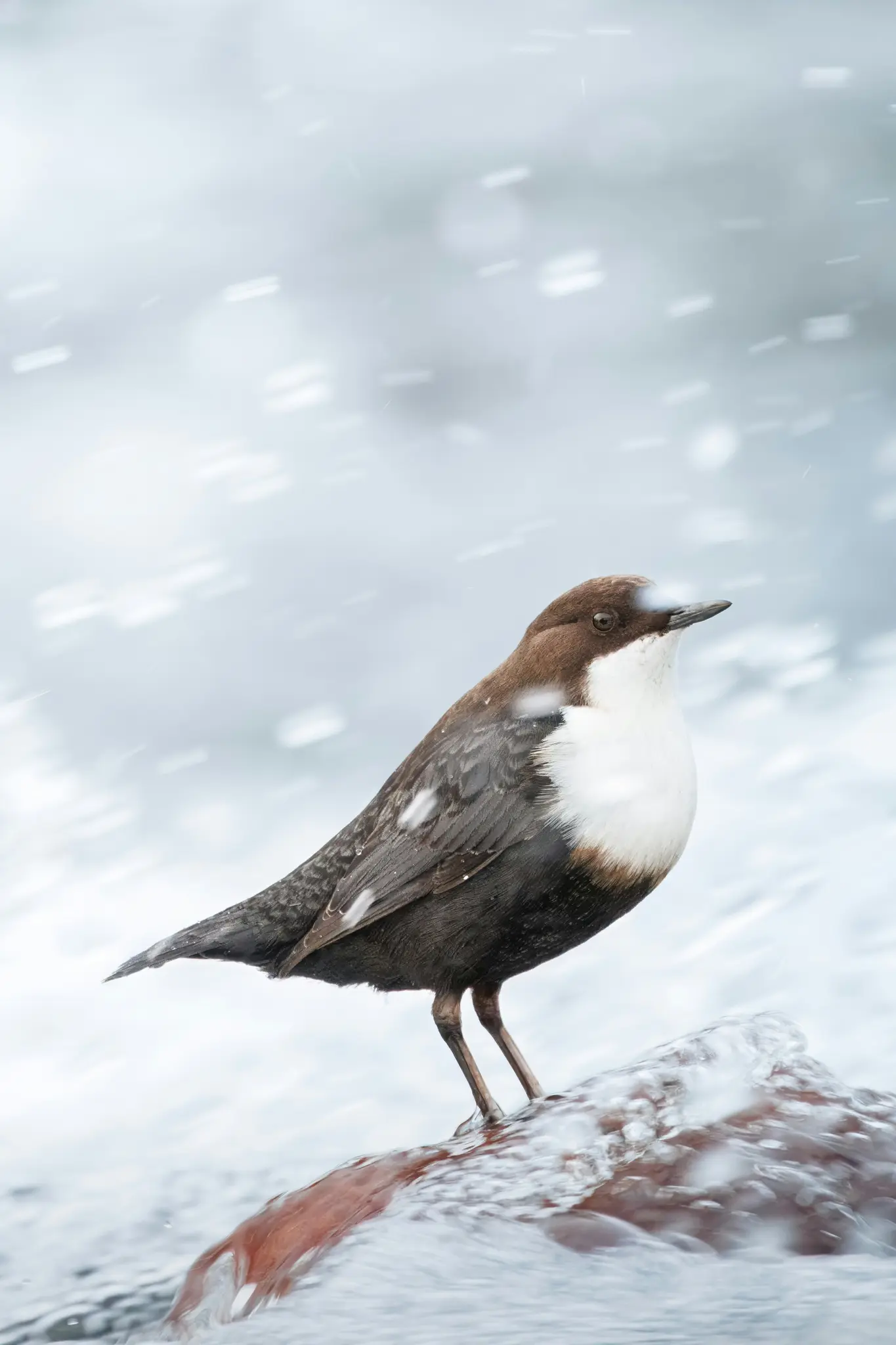 A small bird with a brown head and back, and a white chest, stands on a reddish-brown rock in a snowy, watery setting.