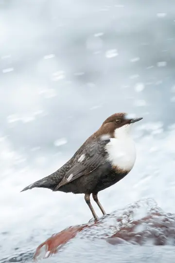 Un piccolo uccello con testa e dorso marroni e petto bianco si trova su una roccia marrone-rossastra in un ambiente innevato